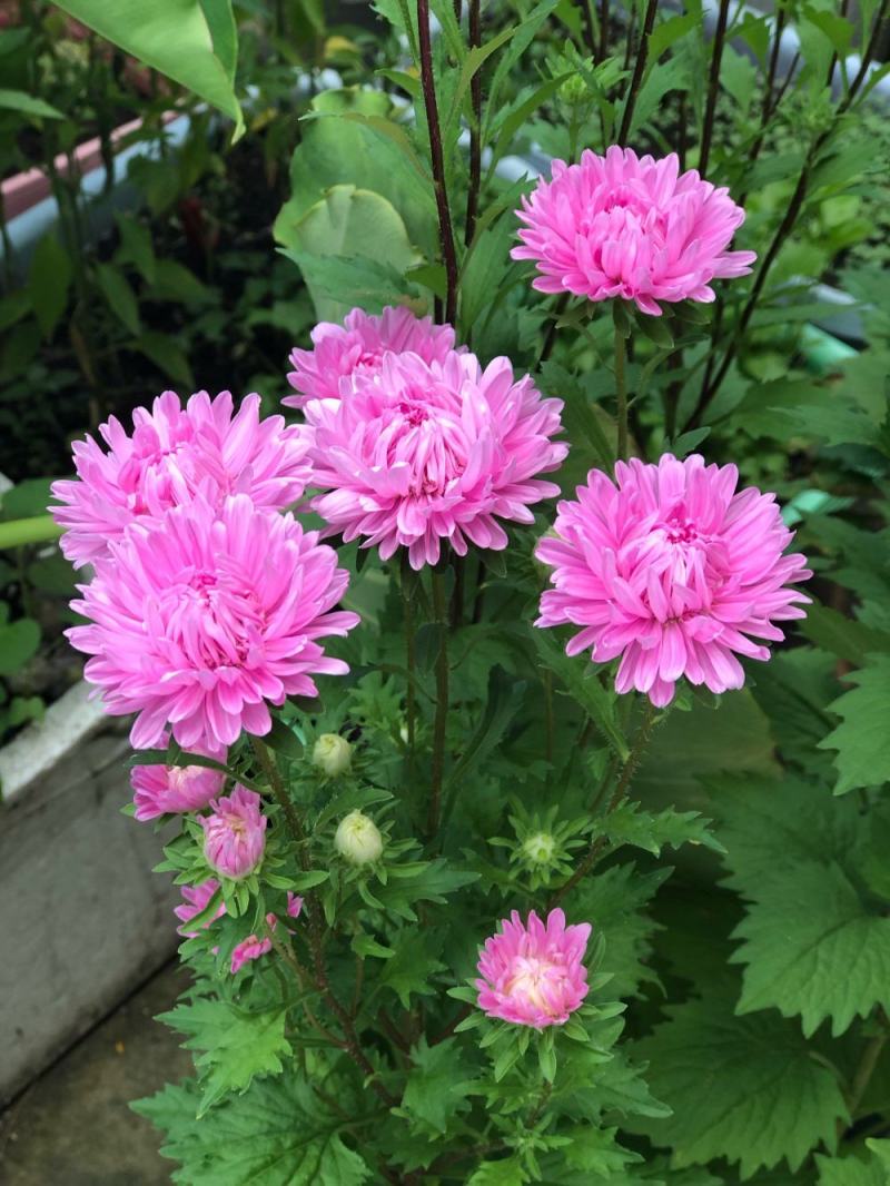 四季播翠菊种子雏菊种子野花组合种子绿化工程草花种子易种