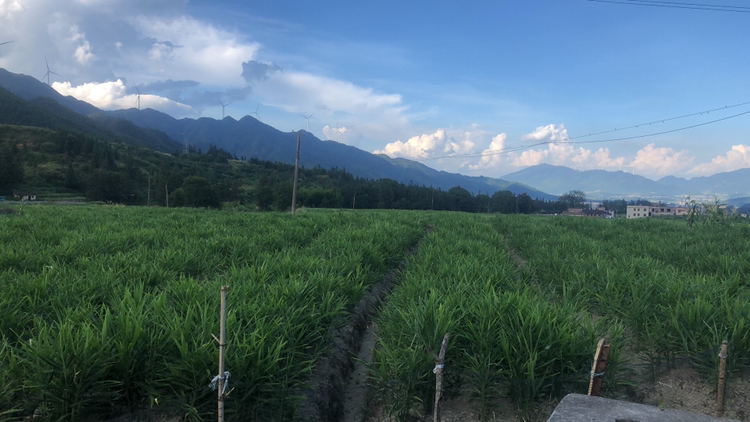 老虎姜林下人工种植基地航拍图