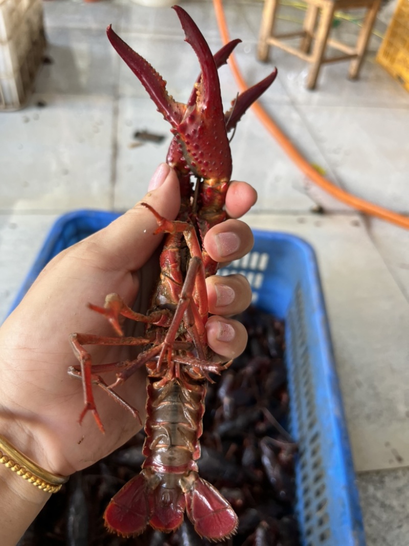 湖北洪湖产地清水品质小龙虾，肉质鲜嫩饱满，来电咨询