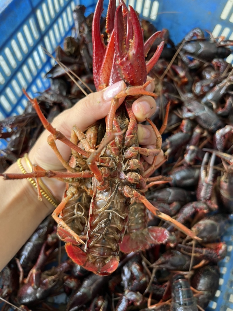 湖北洪湖产地清水品质小龙虾，肉质鲜嫩饱满，来电咨询