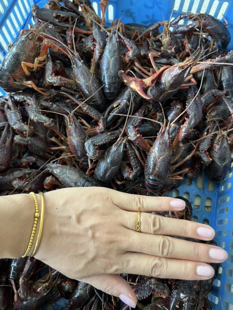 湖北洪湖产地清水品质小龙虾，肉质鲜嫩饱满，来电咨询
