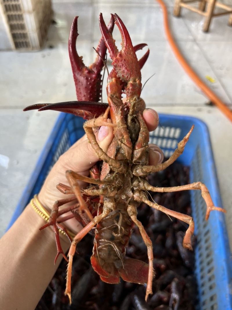 湖北洪湖产地清水品质小龙虾，肉质鲜嫩饱满，来电咨询