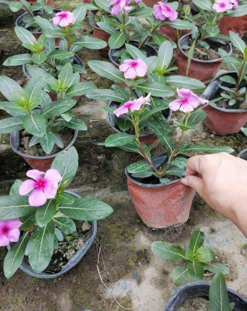 长春花天天开盆栽四季开花多年生庭院阳台五叶梅带花带花苞