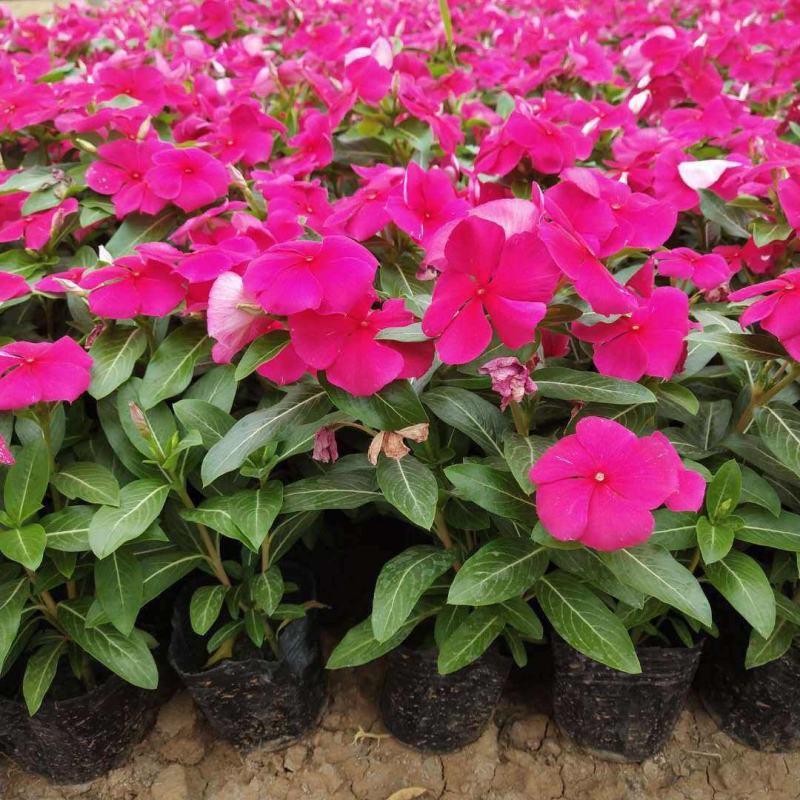 长春花天天开盆栽四季开花多年生庭院阳台五叶梅带花带花苞