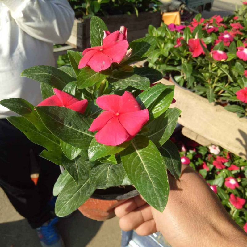 长春花天天开盆栽四季开花多年生庭院阳台五叶梅带花带花苞