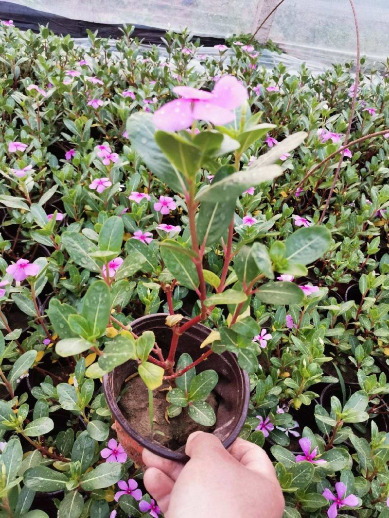 长春花天天开盆栽四季开花多年生庭院阳台五叶梅带花带花苞