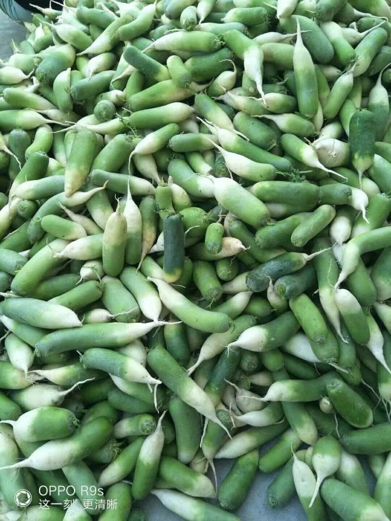 常年批发青脆五香萝卜干，下饭菜，农户自己生产，常年供应