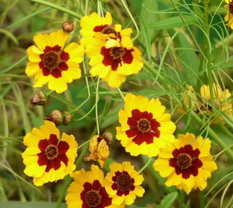 蛇目菊种子雪菊花种子景观绿化园林工程鲜花花卉包邮草花种子