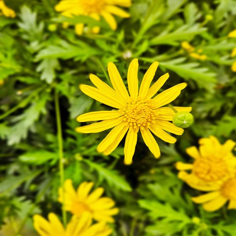 茼蒿菊种子蓬蒿菊多年生宿根花卉植物草籽盆栽阳台花海花草花