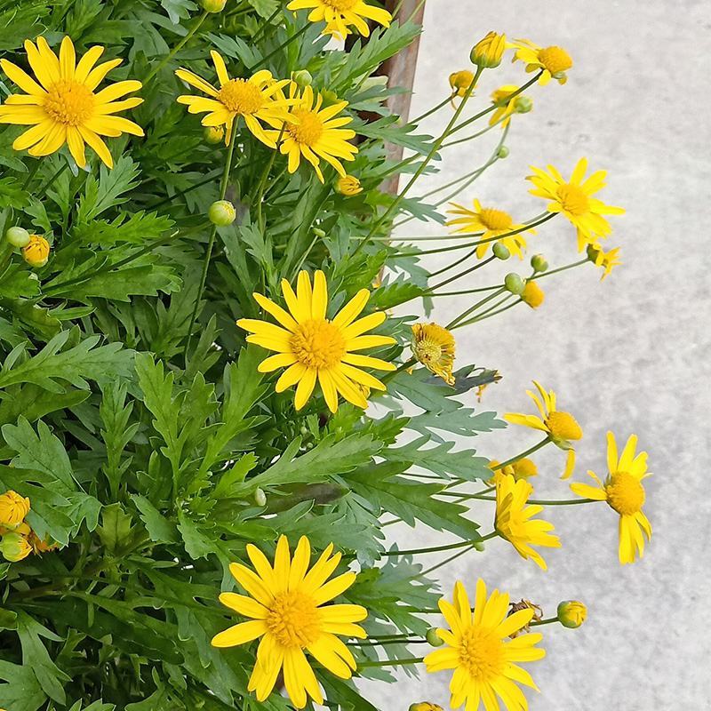 茼蒿菊种子蓬蒿菊多年生宿根花卉植物草籽盆栽阳台花海花草花