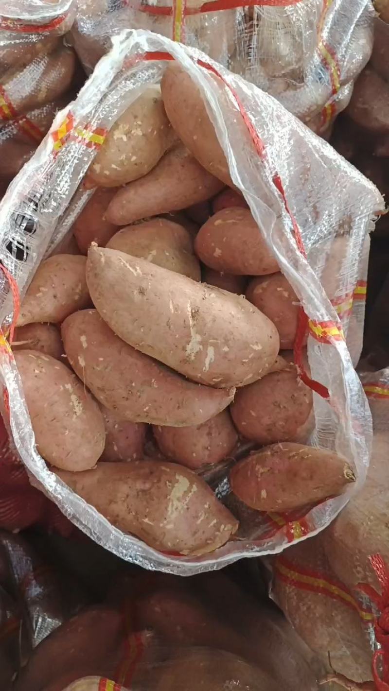 湖北龙薯9号大量上市货源充足每天现挖现发！价格优惠