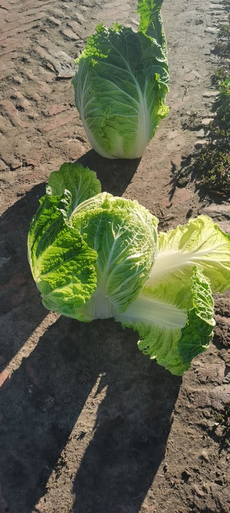 东北黄心大白菜走市场，酸菜厂，泡菜厂价格便宜