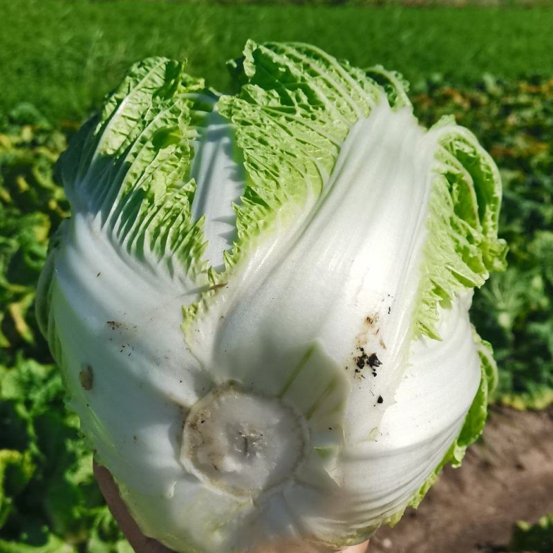 东北黄心大白菜走市场，酸菜厂，泡菜厂价格便宜
