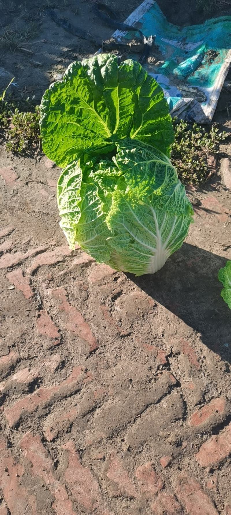 东北黄心大白菜走市场，酸菜厂，泡菜厂价格便宜