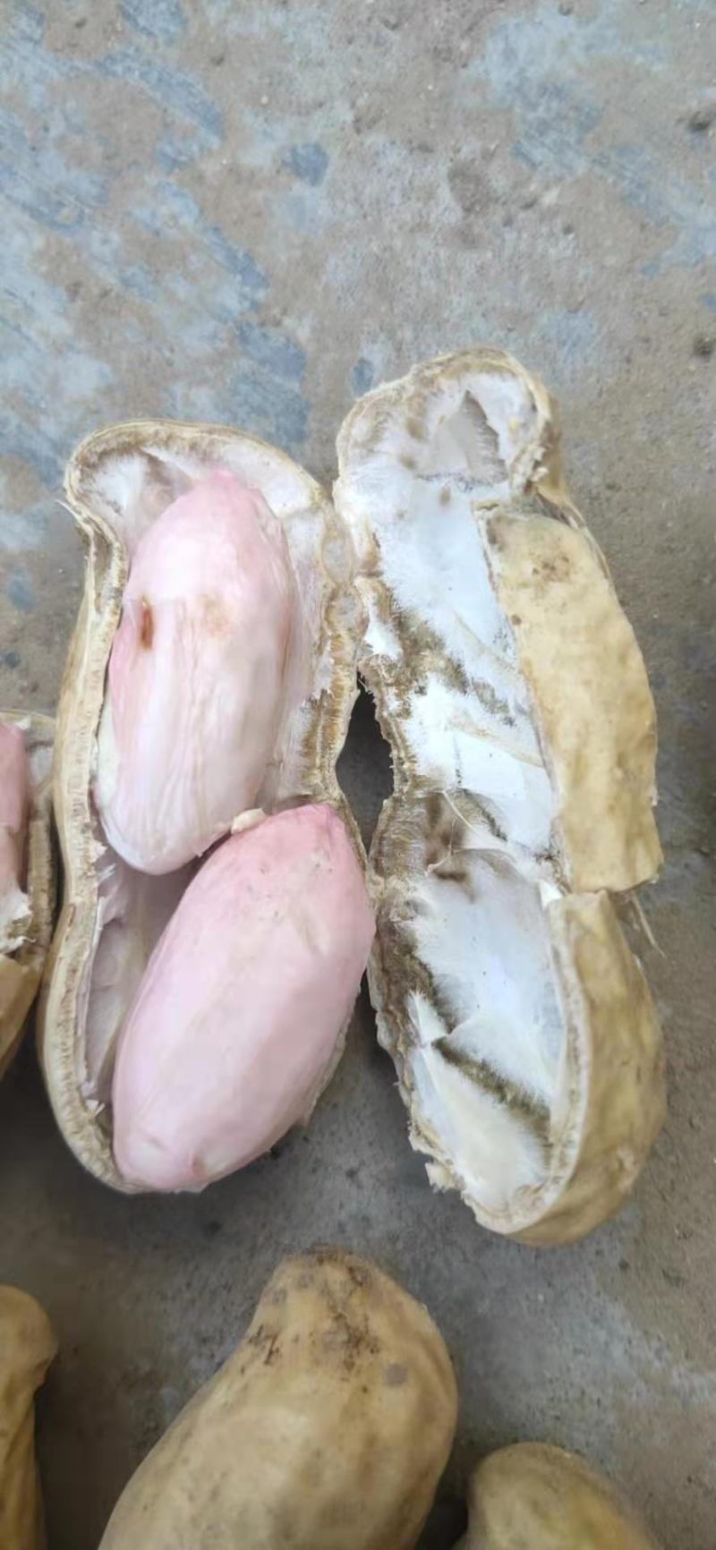 河南花生，沙土地优质花生，视频看货，线上保障交易