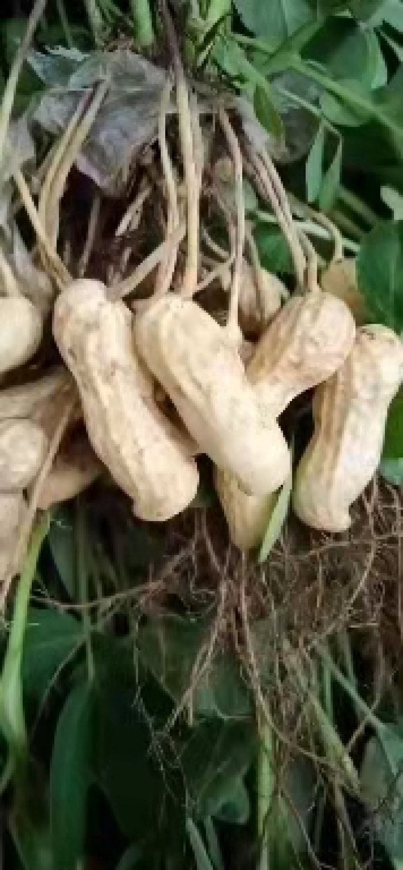 河南花生，沙土地优质花生，视频看货，线上保障交易