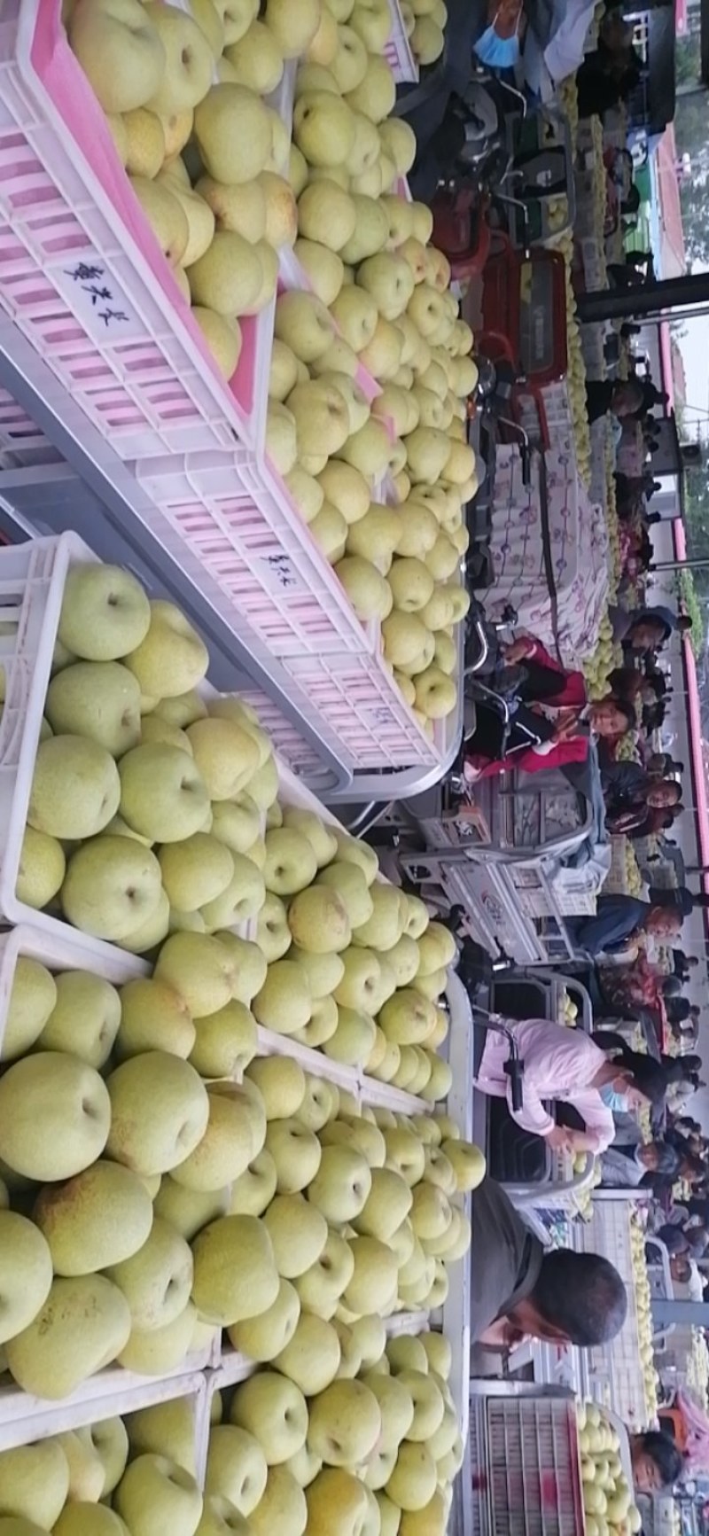酥梨，口感好，价格低