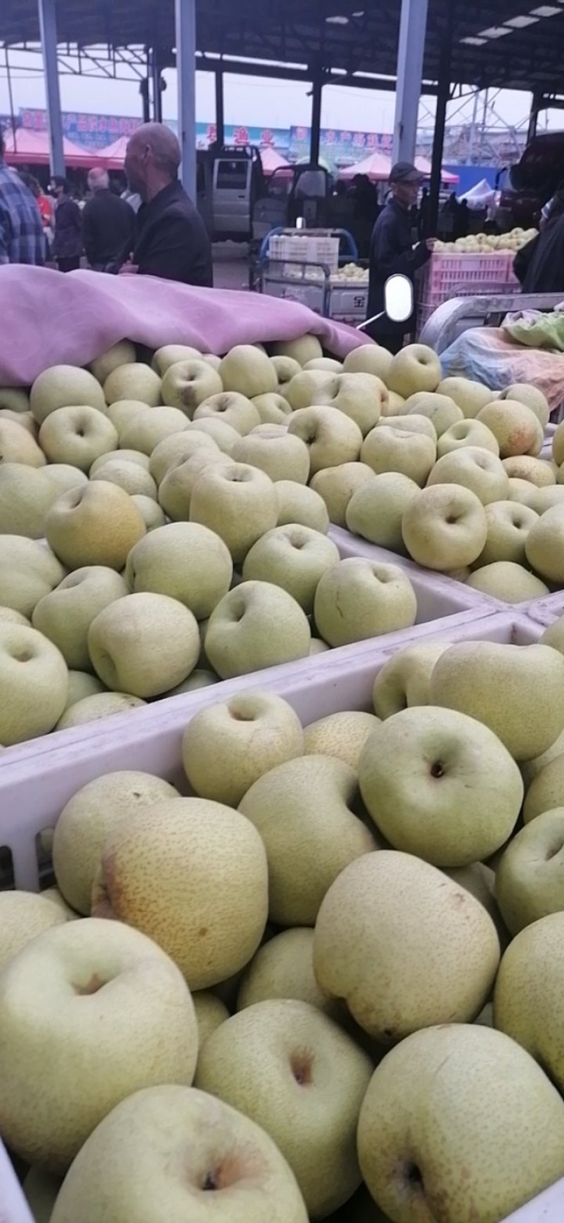 酥梨，口感好，价格低