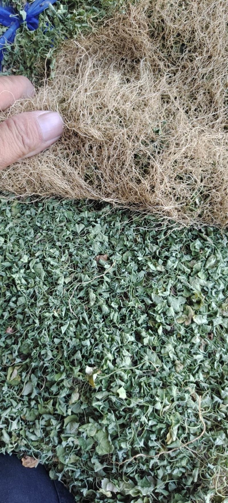 金钱草，小叶金钱草，黄胆草，马蹄金，铜钱草全干货