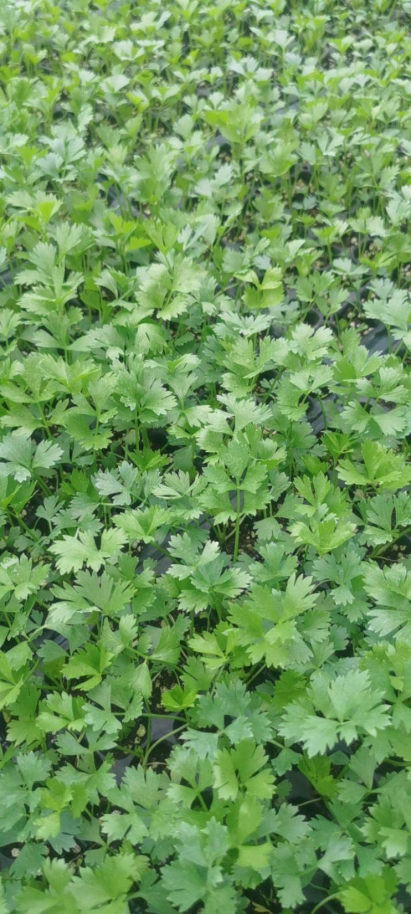 芹菜苗优质芹菜苗，穴盘芹菜苗，百丽芹菜苗