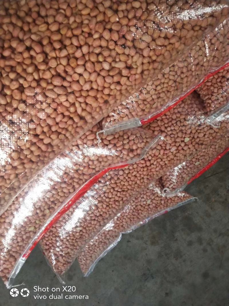 河南白沙新花生米精选米，色泽鲜亮，颗粒饱满，无内霉芽头。