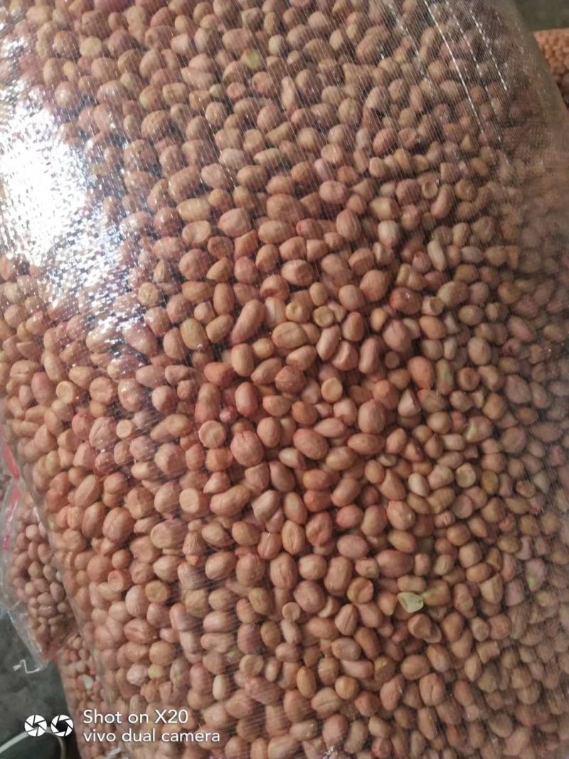 河南白沙新花生米精选米，色泽鲜亮，颗粒饱满，无内霉芽头。