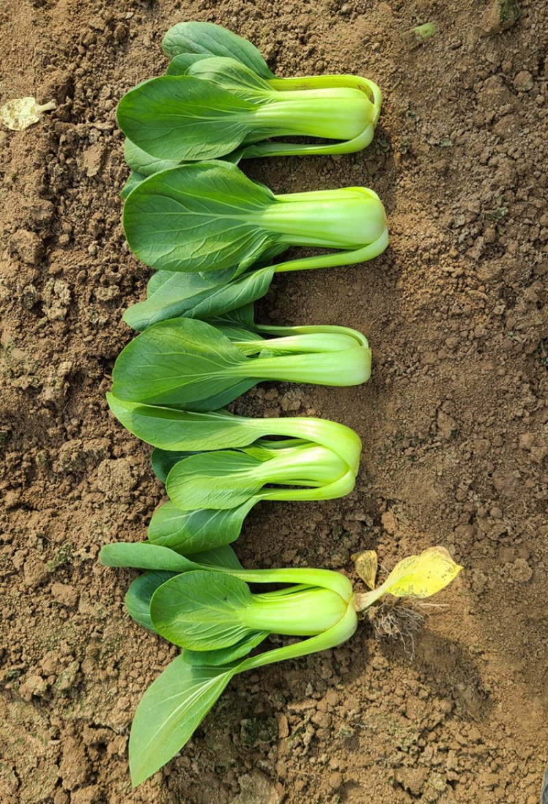 食品厂大颗通货油菜每天大量供应精品和通货油菜、快菜