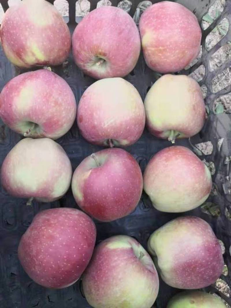 大量供应山西运城万荣，临猗早熟红富士，红星，花冠，等苹果