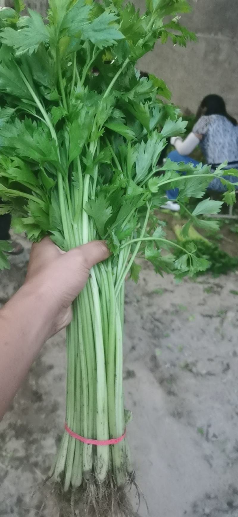 常年代收香芹上海青小白菜，质量有保障。一次合作终身朋友。