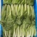 精品快菜小中颗奶白菜每天大量供应毛白菜曹县种植基地