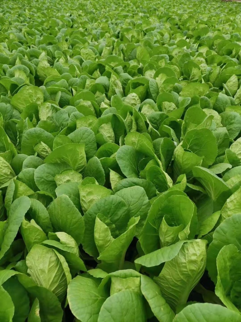 精品快菜小中颗奶白菜每天大量供应毛白菜曹县种植基地