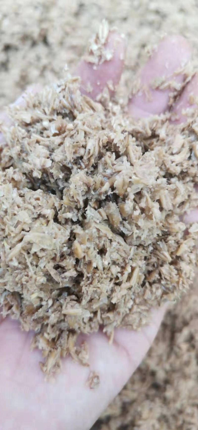 新鲜啤酒渣，粗渣、细渣、两广都有货！
