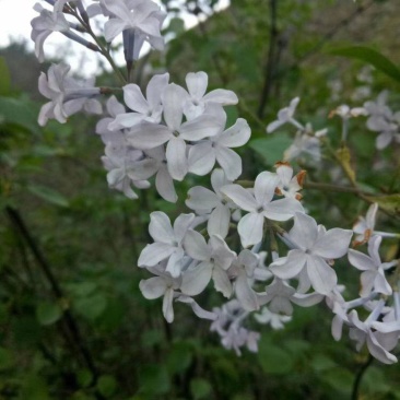 紫丁香。丁香花。子