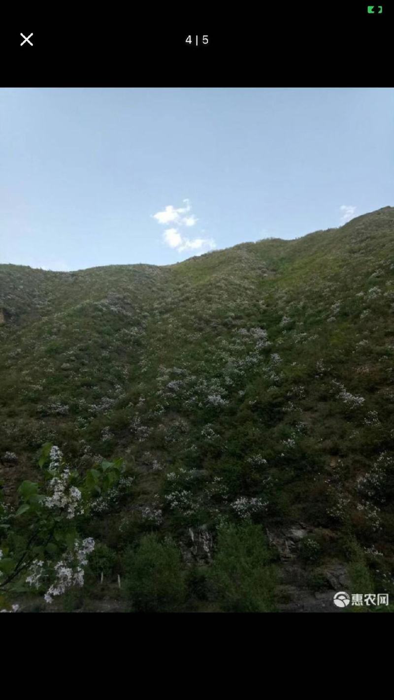 紫丁香。丁香花。子