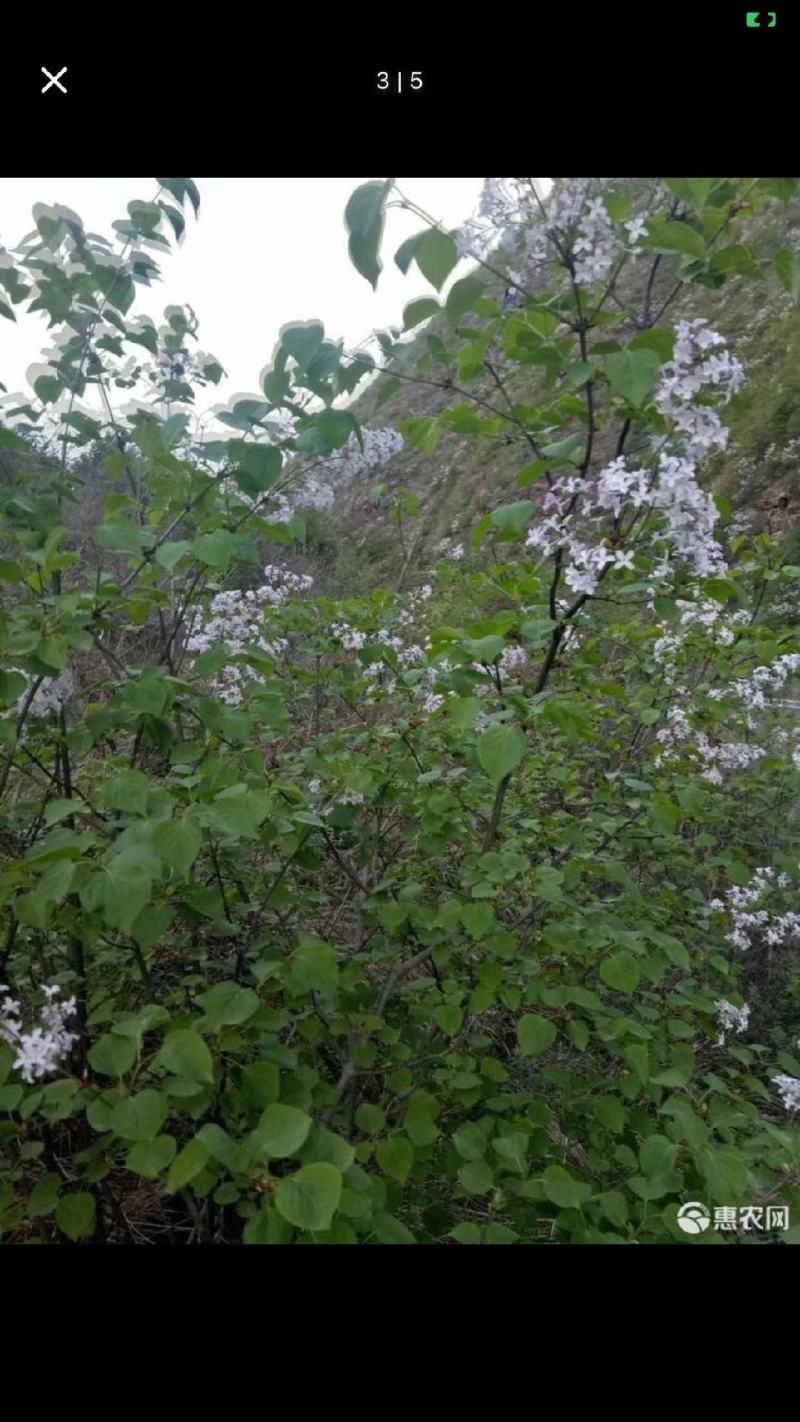 紫丁香。丁香花。子