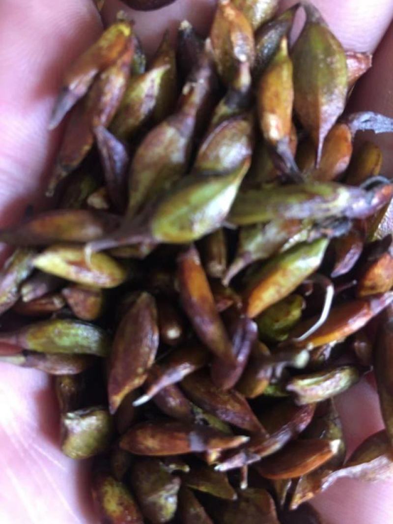 紫丁香。丁香花。子