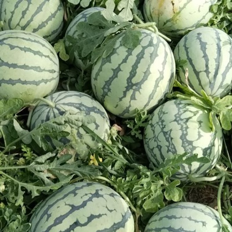 美都有子，头茬
