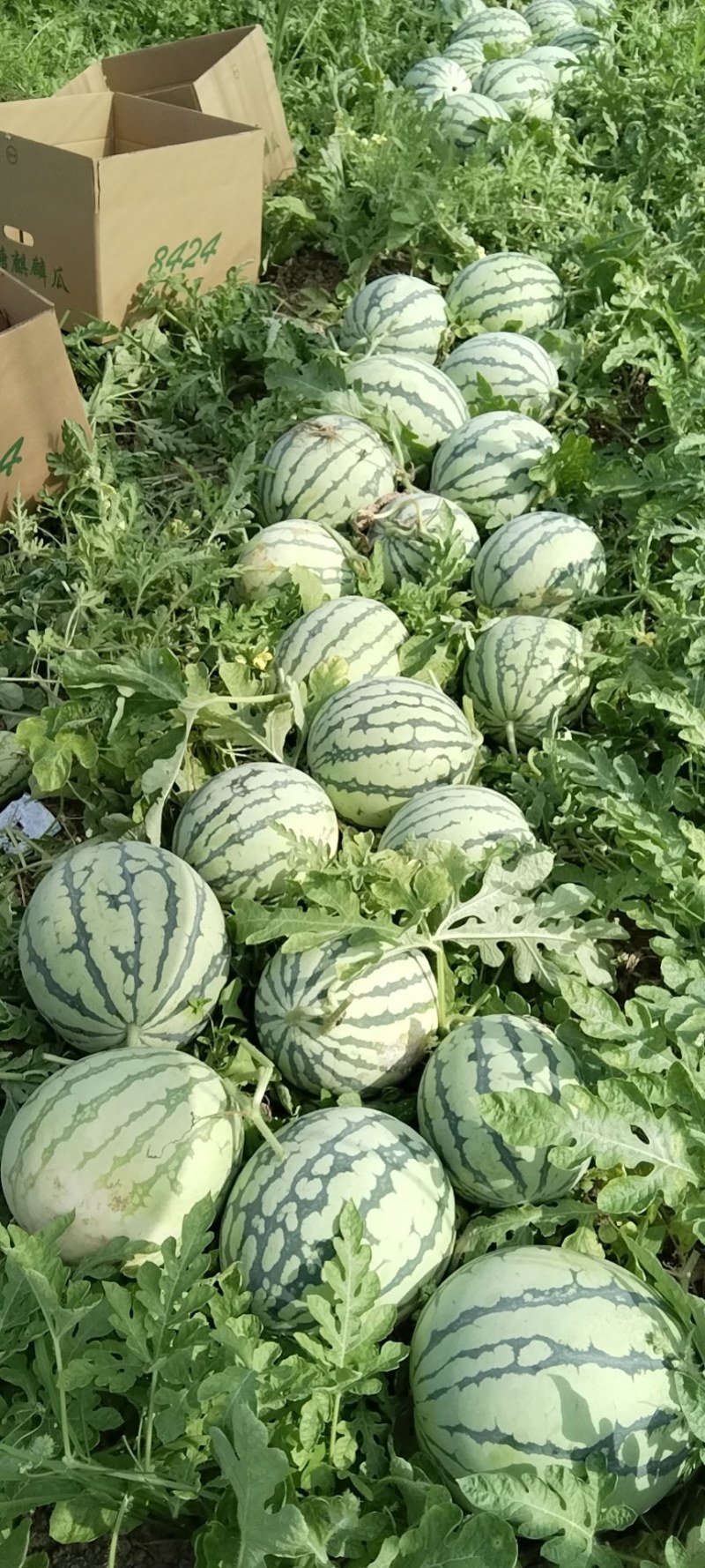 美都有子，头茬