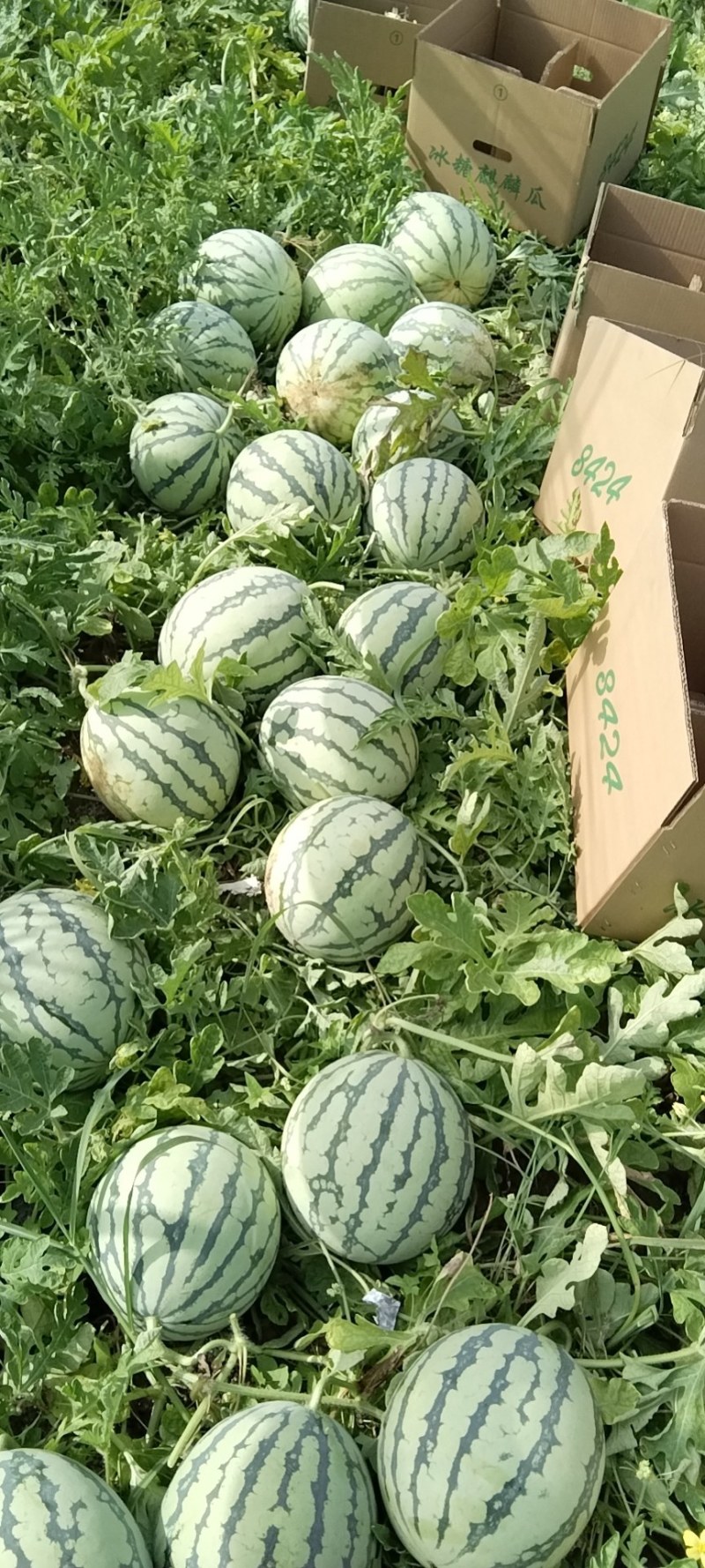 美都有子，头茬