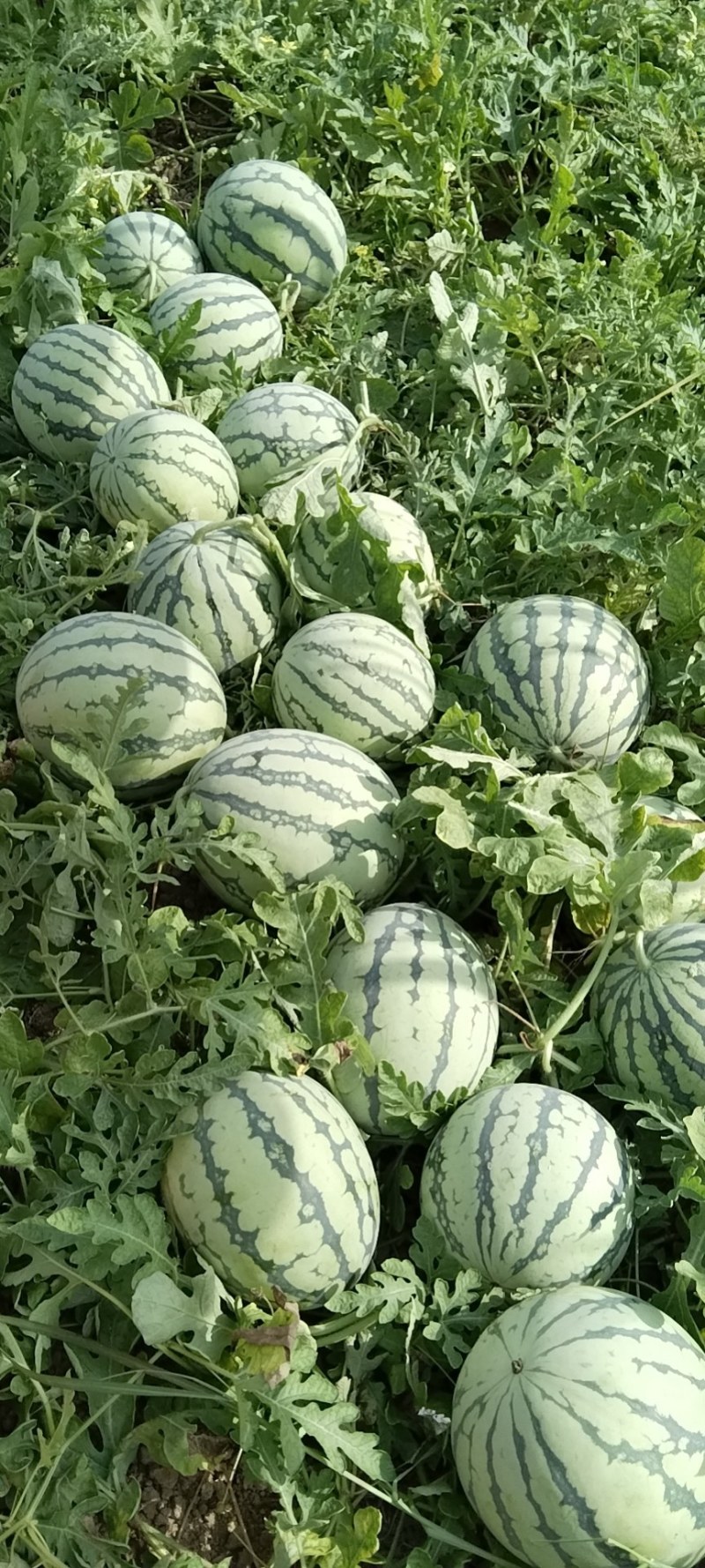 美都有子，头茬