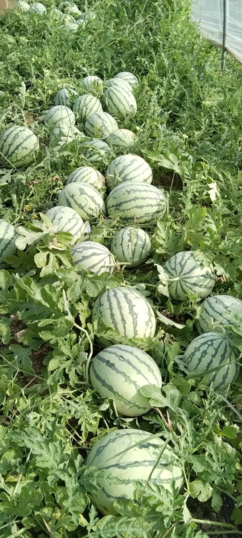 美都有子，头茬