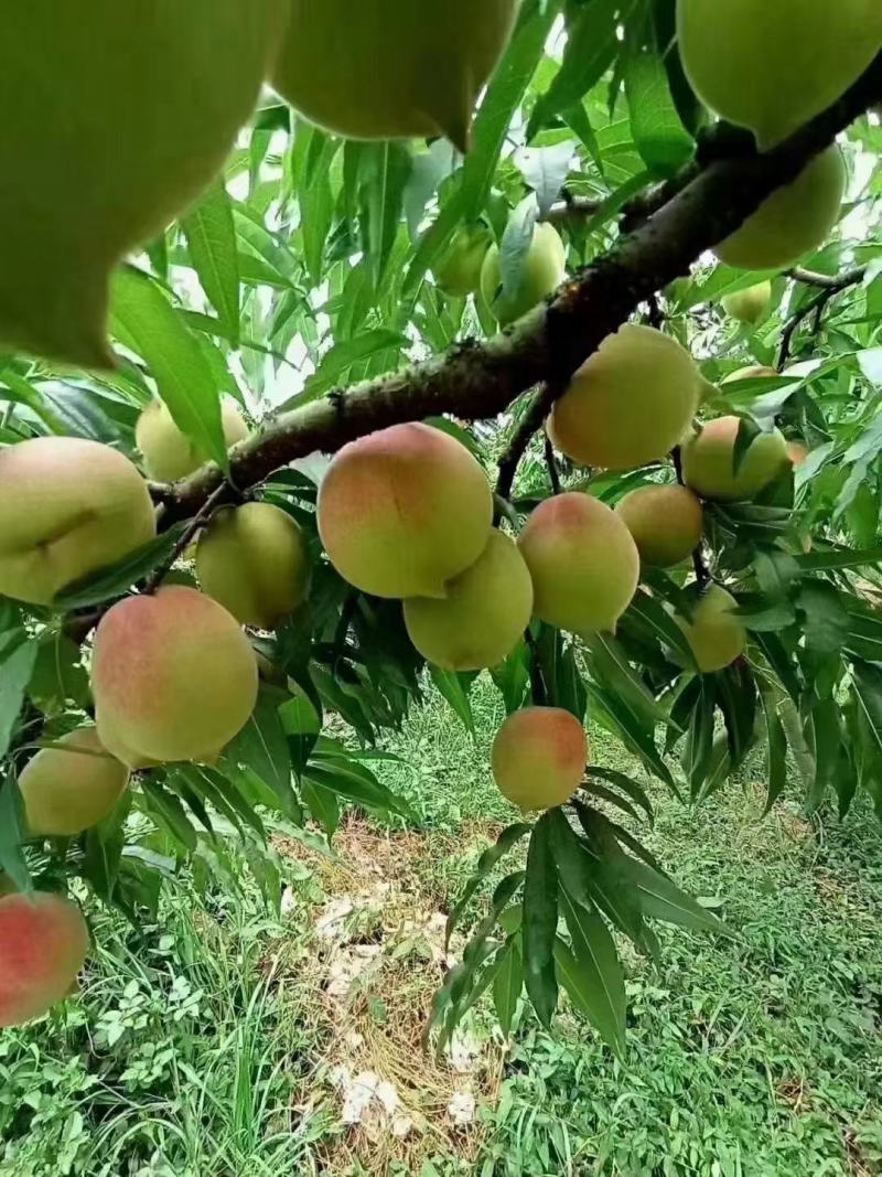 正宗连平鹰嘴桃，肉质脆嫩，清甜多汁，中国地理标志保护产品