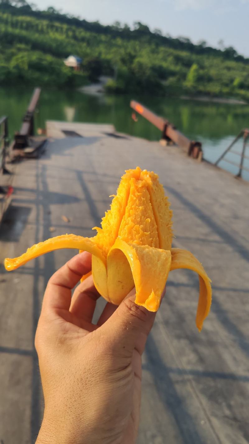大台农芒