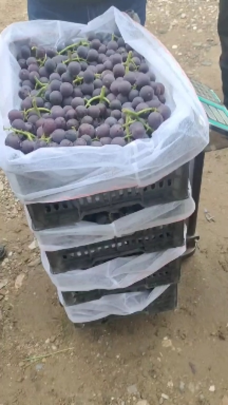 阳原县巨峰葡萄