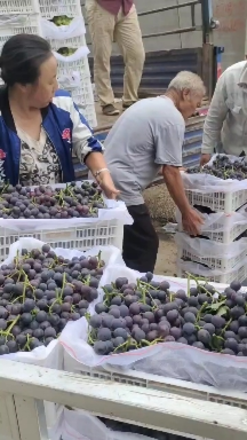 阳原县巨峰葡萄
