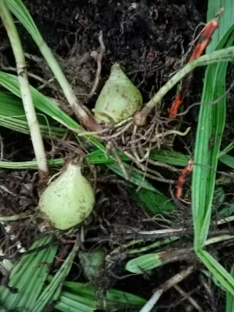 白芨冰球子