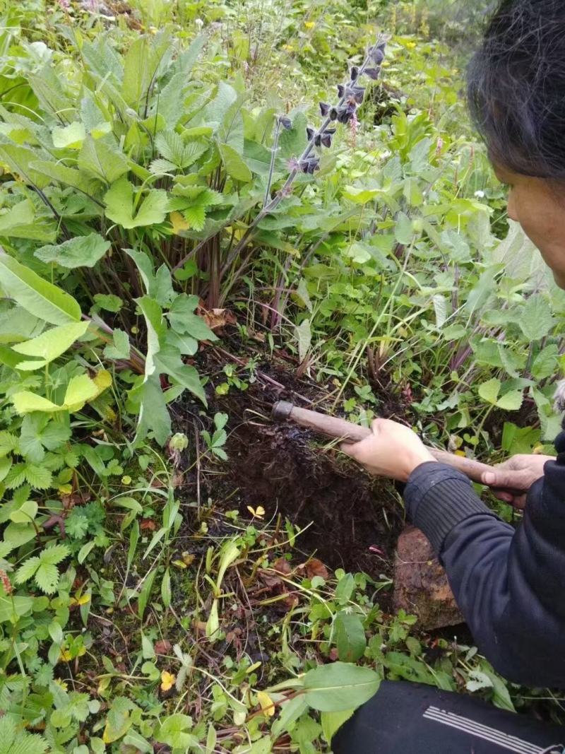 白芨冰球子