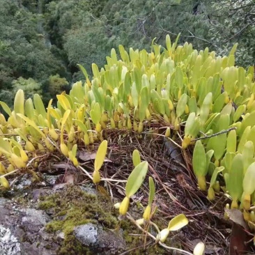 石橄榄单叶中大果