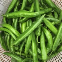 新苗大量上市大青椒青尖椒精品一级，二级次品