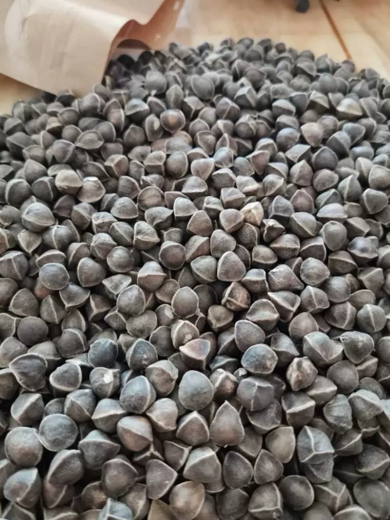 【辣木籽】中药材老树辣木籽颗粒饱满灰黑色大果包邮